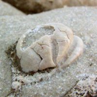 Calcarenita con <i>Schizaster sp.</i>