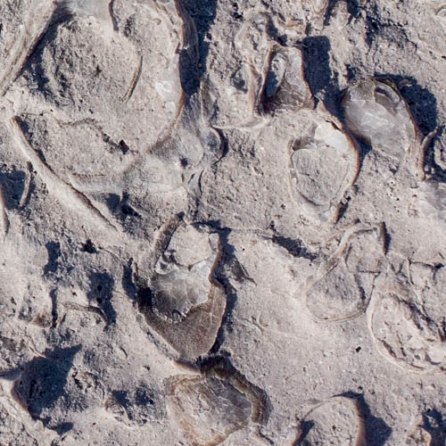 Urgonian limestone