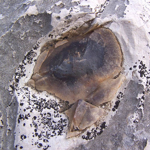 Calcarenite with flint