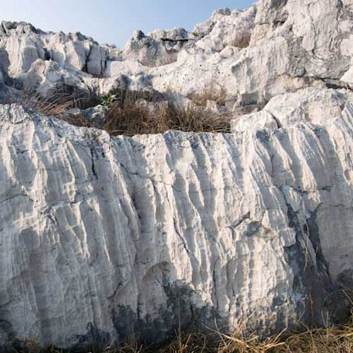Thanetian limestone