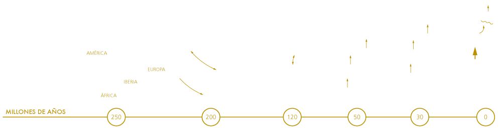 Continental drift