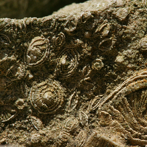 Nummulite limestone