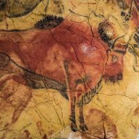 Bisonte