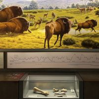Contenidos del museo