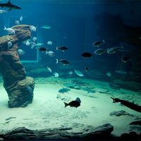 Gran acuario