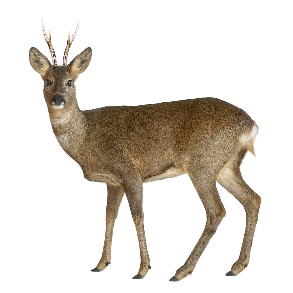 capreolus_capreolus