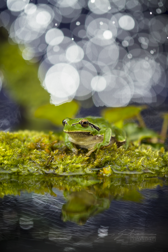 NIGHT WETLAND SAFARI