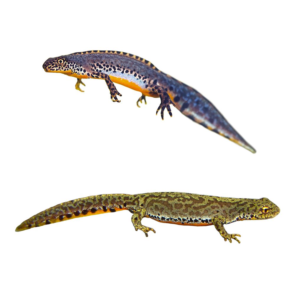 ichtyosaura alpestris