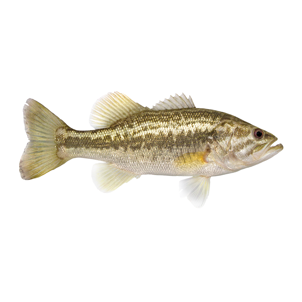 micropterus salmoides