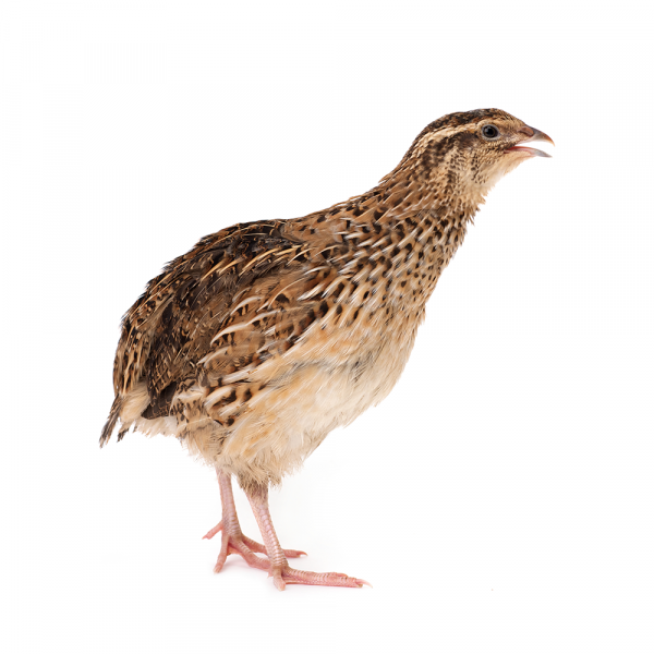 coturnix coturnix