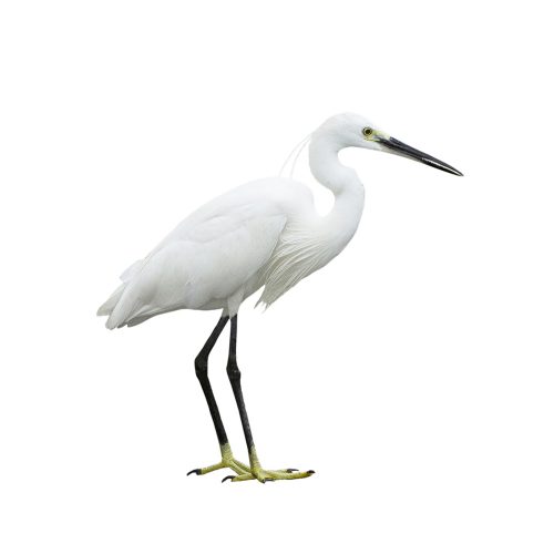 Egret isolated on white background
