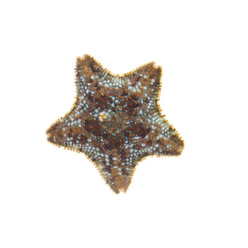 asterina_gibbosa