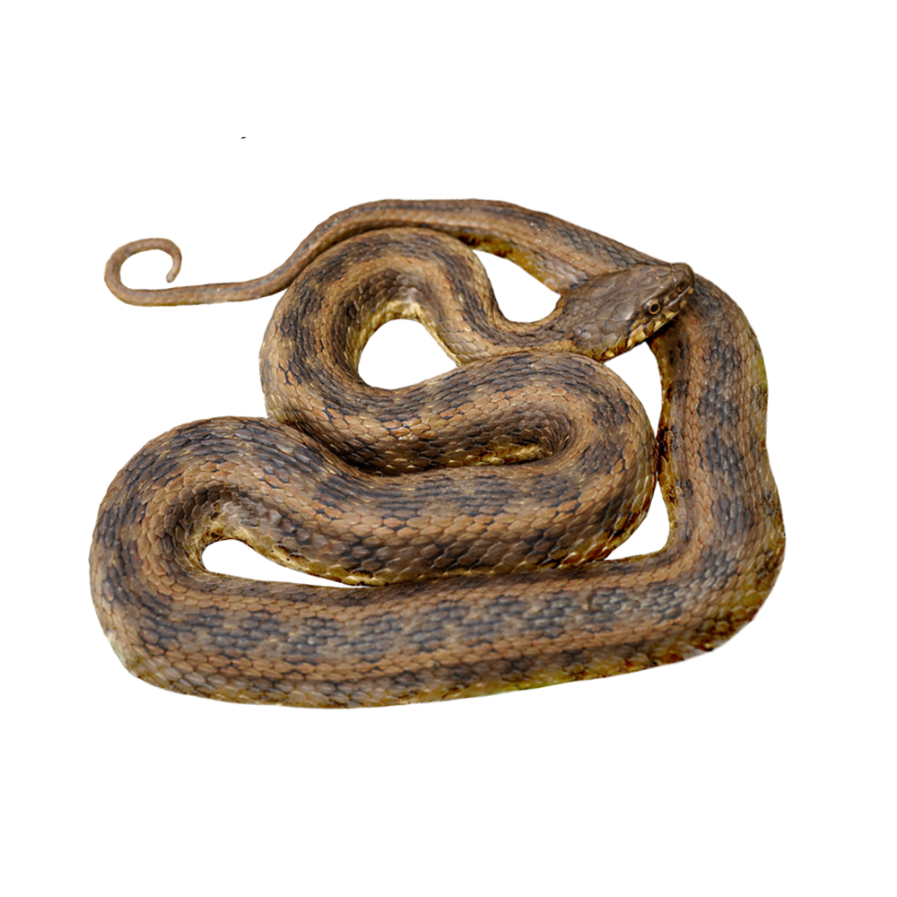 natrix maura