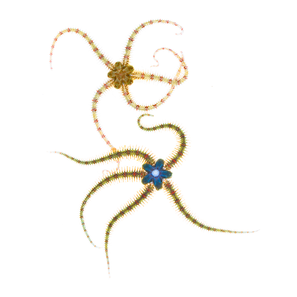 ophiothrix