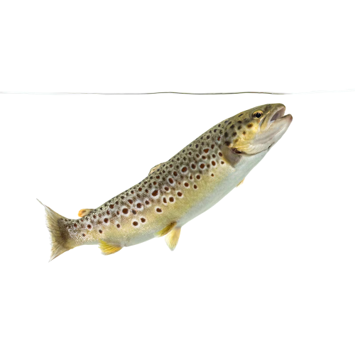salmo trutta fario