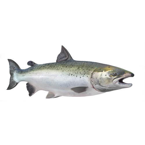 salmon