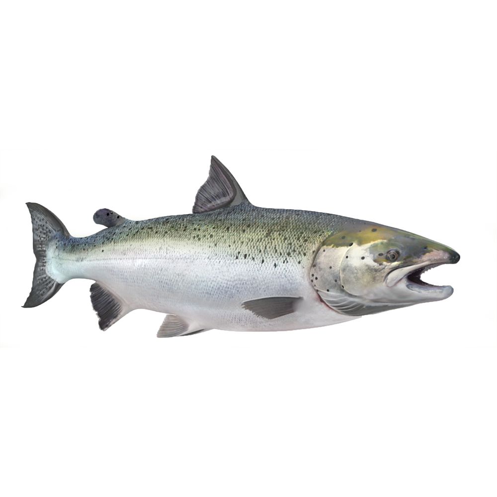 Salmón atlántico