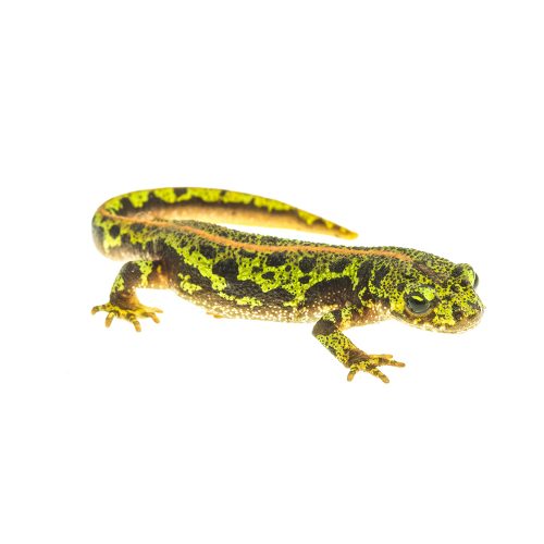 triturus marmoratus