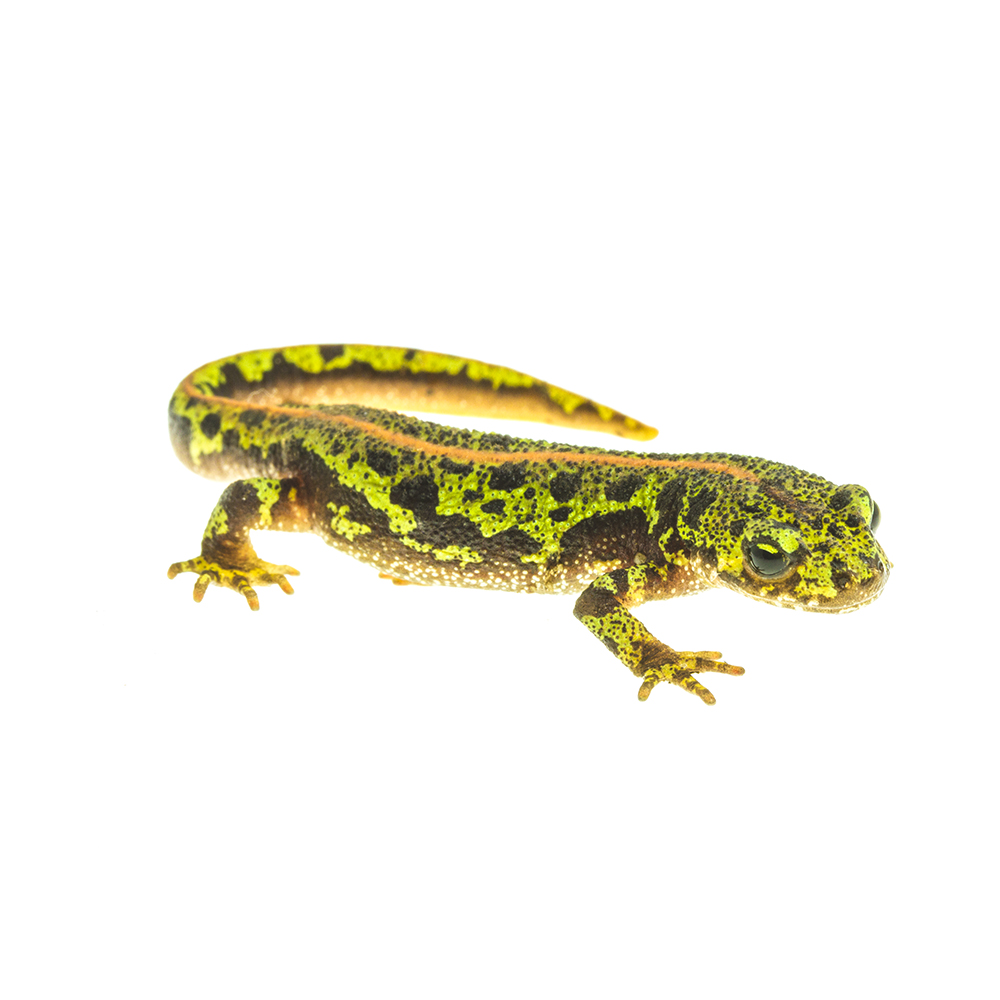 triturus marmoratus