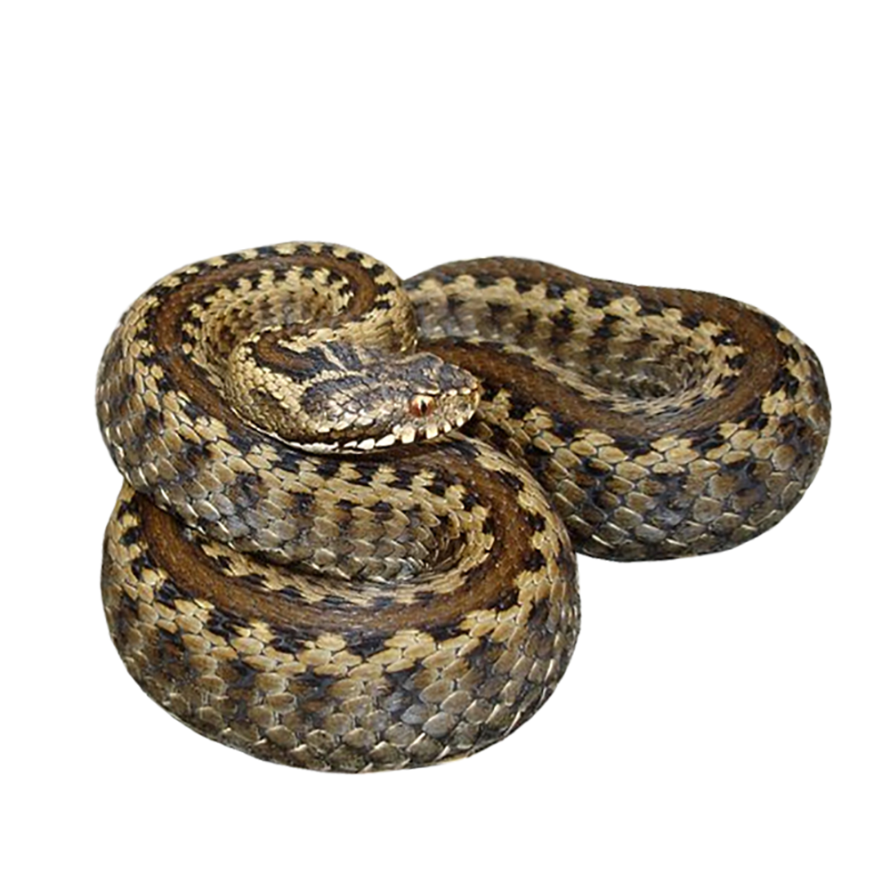 vipera seoanei