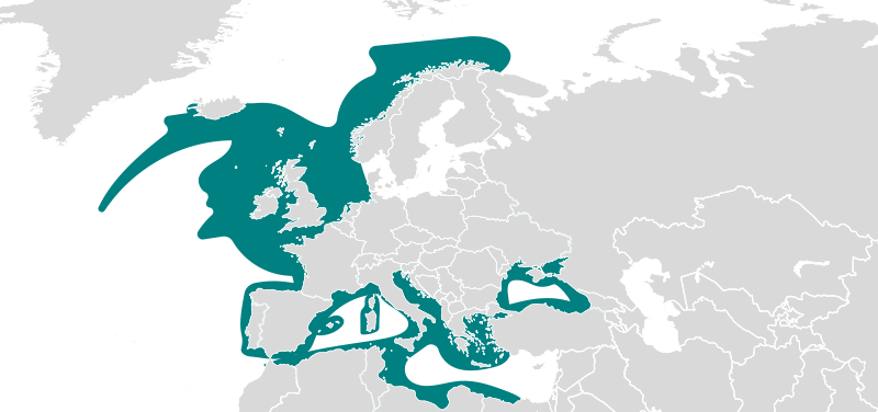 ophiothrix ophiothrix
