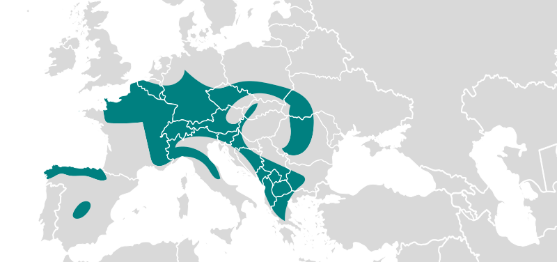 ichtyosaura alpestris ichtyosaura alpestris